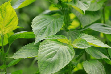 여름에 성장중인 들깨잎