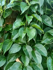 green leaves background