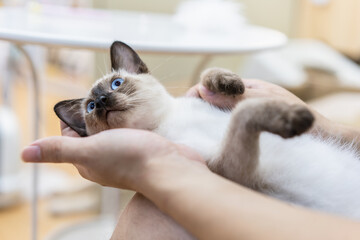 little Siamese cat nesting in the hands of its owner  
