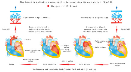 Blood flow (2 of 2). The human heart work. Human circulatory system on white background. Pathway of blood through the heart. The heart is a double pump, each side supplying its own circuit (2 of 2)