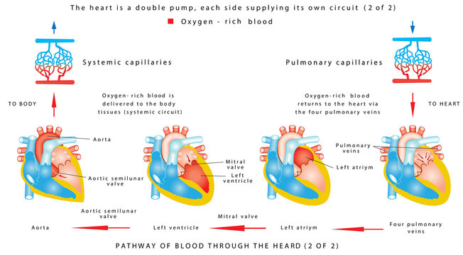 Blood flow (2 of 2). The human heart work. Human circulatory system on white background. Pathway of blood through the heart. The heart is a double pump, each side supplying its own circuit (2 of 2)