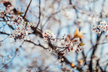 Flores blancas primaveral