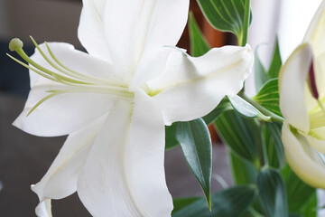 pistil and stamen of white lily flower