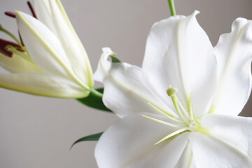 pistil and stamen of white lily flower