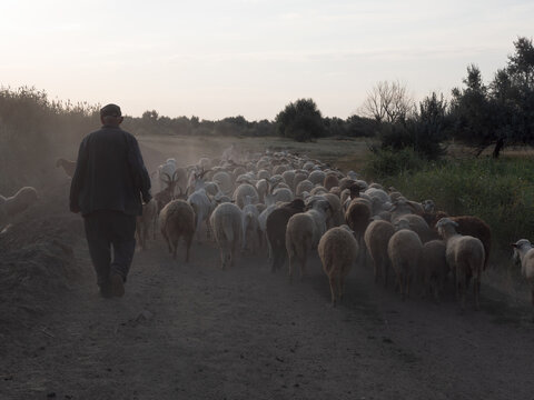 rural shepherd drives sheep, goats and rams to pasture. Sunrise. Backlighting in dust and fog