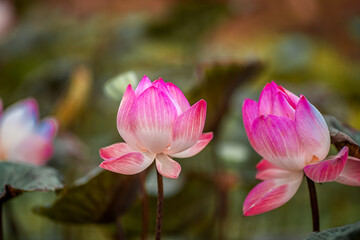 Close-up natural background view of colorful flowers (lotus) in sunlight and naturally wilted leaves.