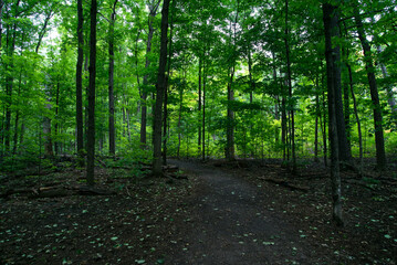 A green forest on a fall day