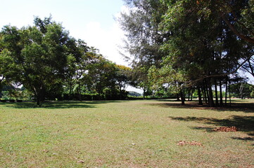 トロピカルアイランドの熱帯樹林と美しい芝生