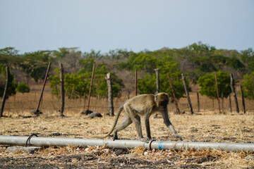 Monkeys playing in the savanna of Baluran National Park