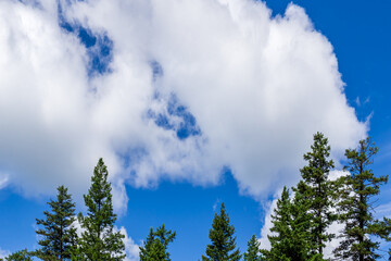 Beautiful forest green trees under blue sky with white clouds.
