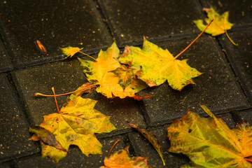 Colorful autumn leaves.Autumn maple leaves backlight view. Yellow autumn maple leaves. Autumn maple leafs backlit