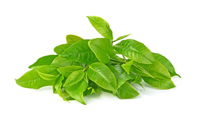 Clouse up of green tea leaf isolated on white background