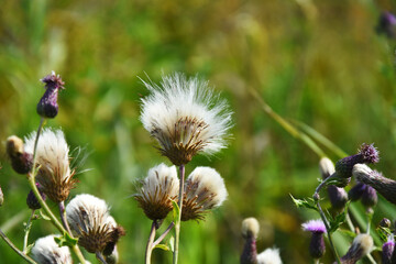 A close up image of wild milk thistle plants which have gone to seed.