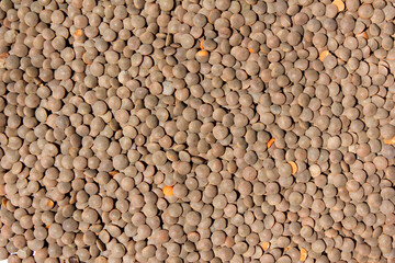 Lentils texture background . bean. soy