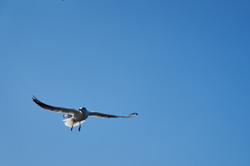 Image of seabirds. Image of seagulls.