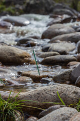 Green incense stick standing on a stone against the background of a running river