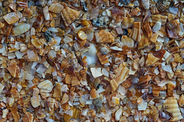 Seaside. Shell rock. Background.