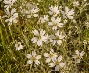 Cerastium biebersteinii, the boreal chickweed, is an endemic of the Crimea.