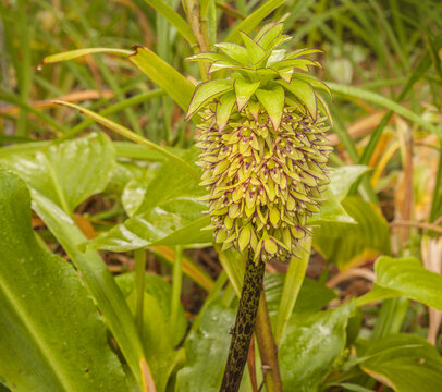 Eucomis bicolor in garden