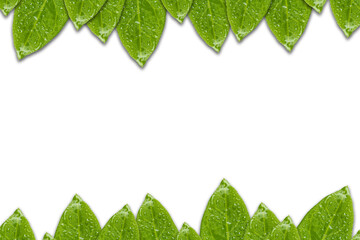Fototapeta na wymiar Green leaf frame top and bottom isolate on white background.