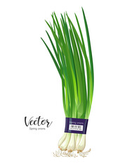Spring onions fresh one pack, design isolated on white background, Eps 10 vector illustration