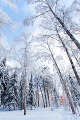 Pine Trees Covered in Snow in the Winter in sunny frozen day, Russia, Siberia nature, seasonal card, fairy tale forest, wonderland concept