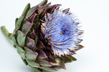 Naklejka na ściany i meble side view of the flower of an artichoke