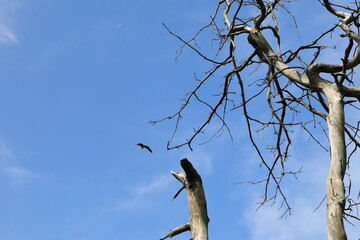 고목이 보이는 아름다운 풍경