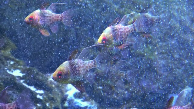 マンジュウイシモチ 接写 4K / Sphaeramia nematoptera. Pajama Cardinalfish swimming in the aquarium. 4K