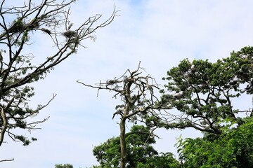 고목이 보이는 아름다운 풍경