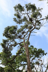 고목이 보이는 아름다운 풍경