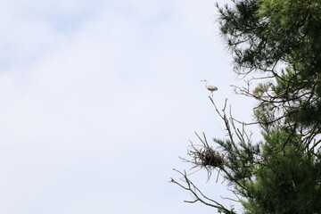 고목이 보이는 아름다운 풍경