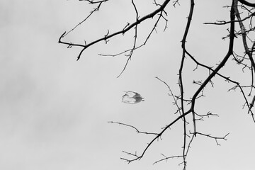 고목이 보이는 아름다운 풍경