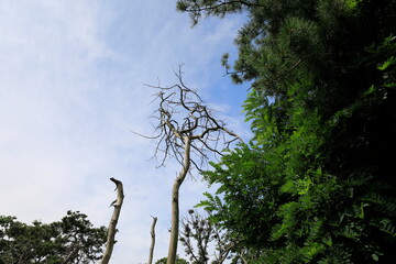 고목이 보이는 아름다운 풍경