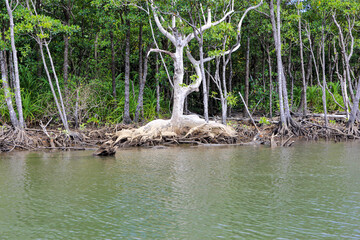 西表石垣国立公園