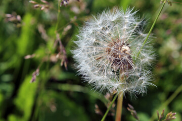Dandelion on a green leaf background