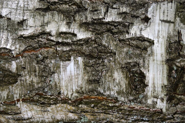 Rough texture of birch tree bark, macro.