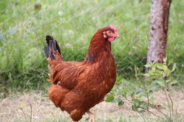 The Chicken, Ukrainian Cultural Heritage Village, Alberta