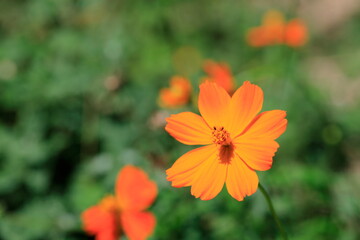 코스모스 꽃이 보이는 아름다운 풍경