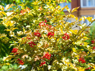 Bunches of red berries among yellow leaves. Viburnum in autumn
