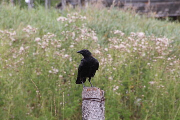 The Crow, Ukrainian Cultural Heritage Village, Alberta