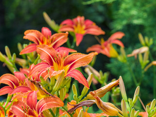 Red orange lilies on a background of green grass. Close-up