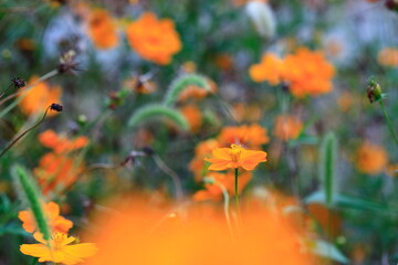 코스모스 꽃이 보이는 아름다운 풍경