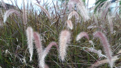 Purple grass,beautiful in afternoon garden.