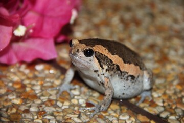 The Asian frog Kaloula pulchra sits on pebbles.