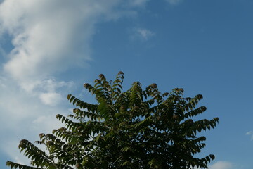 Obraz premium fern and sky