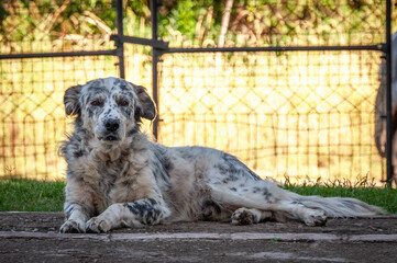 Old and tired dog resting at the backyard of its owner house underneath the shade of the house