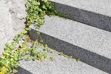 Creeping plant growing in stairs made of granite