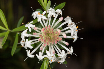 Slender Rice Flower plant in flower