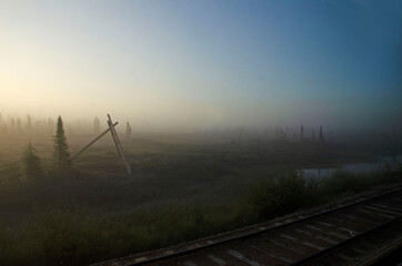 Thick foggy morning in the wetland